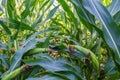 Young corn cobs in the field. maturity phase Royalty Free Stock Photo