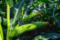 Young corn cobs in the field. maturity phase Royalty Free Stock Photo