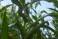 Young corn cobs in the field. maturity phase Royalty Free Stock Photo