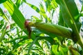 Young corn cobs in the field. maturity phase Royalty Free Stock Photo