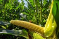 Young corn cobs in the field. maturity phase Royalty Free Stock Photo
