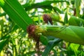 Young corn cobs in the field. maturity phase Royalty Free Stock Photo