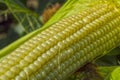 Young corn cobs in the field. maturity phase Royalty Free Stock Photo
