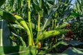 Young corn cobs in the field. maturity phase Royalty Free Stock Photo