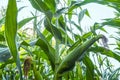 Young corn cobs in the field. maturity phase Royalty Free Stock Photo