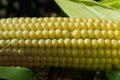 Young corn cobs in the field. maturity phase Royalty Free Stock Photo