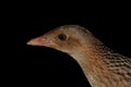 Young Corn crake bird