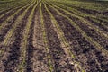 Young corn crop furrows