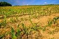 Young corn crop springtime view Royalty Free Stock Photo