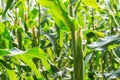 Young corn with sunlight. Royalty Free Stock Photo