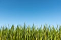 Young corn field with clear blue sky Royalty Free Stock Photo