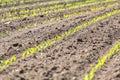 Young corn field close view Royalty Free Stock Photo