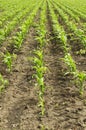 Young corn field