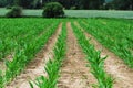 Young corn field Royalty Free Stock Photo