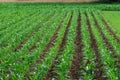 Young corn field Royalty Free Stock Photo