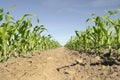 Young corn field. Rows of corn on a field on a sunny day. Cultivation of corn. Royalty Free Stock Photo