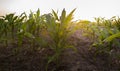 A young corn field at sunset Royalty Free Stock Photo
