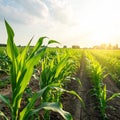 Young Corn Field under the Sunlight Royalty Free Stock Photo
