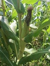 Young corn fruit on the tree Royalty Free Stock Photo