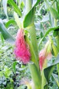 Young corn in the garden Royalty Free Stock Photo