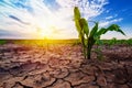 Young corn growing in dry environment