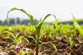 young corn growing on field and morning Royalty Free Stock Photo