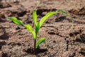 young corn growing on field and morning Royalty Free Stock Photo