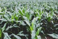 Young corn growing in a field in summer day. Royalty Free Stock Photo