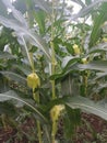 young corn growing on a tree Royalty Free Stock Photo