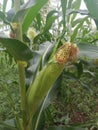 young corn growing on a tree Royalty Free Stock Photo
