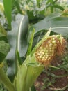 young corn growing on a tree Royalty Free Stock Photo