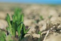 Young corn plant 001-130509