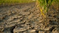 a young corn plant growing in cracked dry soil Global Warming Royalty Free Stock Photo