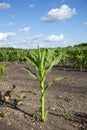 Young corn plant isolated against a corn field and blue sky with clouds Royalty Free Stock Photo