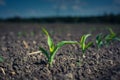 a young corn plant, on a patch of field lit by the sun Royalty Free Stock Photo