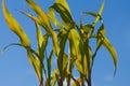 Young Corn Plants