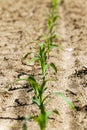 Young corn plants , Close-up. Royalty Free Stock Photo