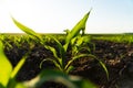 Young corn plants close up. Seeding corn in field of organic farm on sunny background. Royalty Free Stock Photo