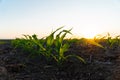 Young Corn Plants. Cornfield with sunset sun. Corn maize field in early stage. Agricultural crops in the open field Royalty Free Stock Photo