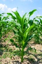 Young corn Royalty Free Stock Photo