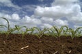 Young corn plants field Royalty Free Stock Photo