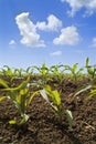 Young corn plants field Royalty Free Stock Photo