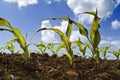 Young corn plants field Royalty Free Stock Photo