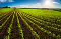 Young Corn plants on a field with dark soil Royalty Free Stock Photo