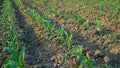Young corn plants in corn field. Exposed to morning sunlight Royalty Free Stock Photo