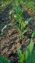Young corn plants in corn field. Exposed to morning sunlight Royalty Free Stock Photo