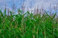Young corn plants in a field. Maize or sweetcorn plants background Royalty Free Stock Photo