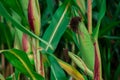 Young corn plants in a field. Maize or sweetcorn plants background Royalty Free Stock Photo