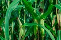 Young corn plants in a field. Maize or sweetcorn plants background Royalty Free Stock Photo