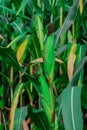 Young corn plants in a field. Maize or sweetcorn plants background Royalty Free Stock Photo